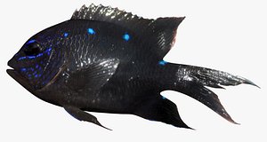giant damselfish 3D model
