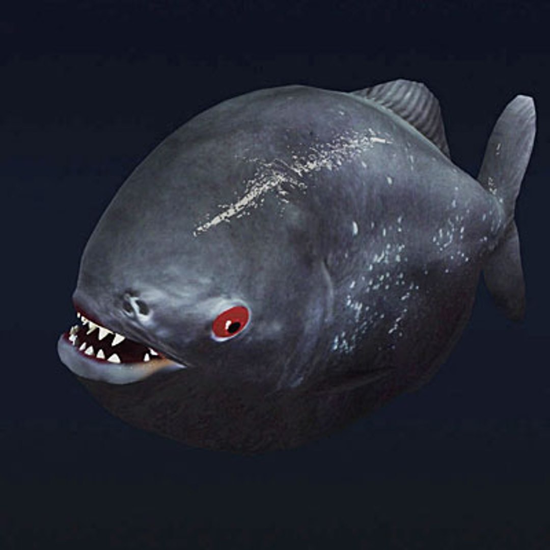 3d Model Aggressive Piranha Fish