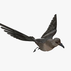 Golondrina de Mar Peruano