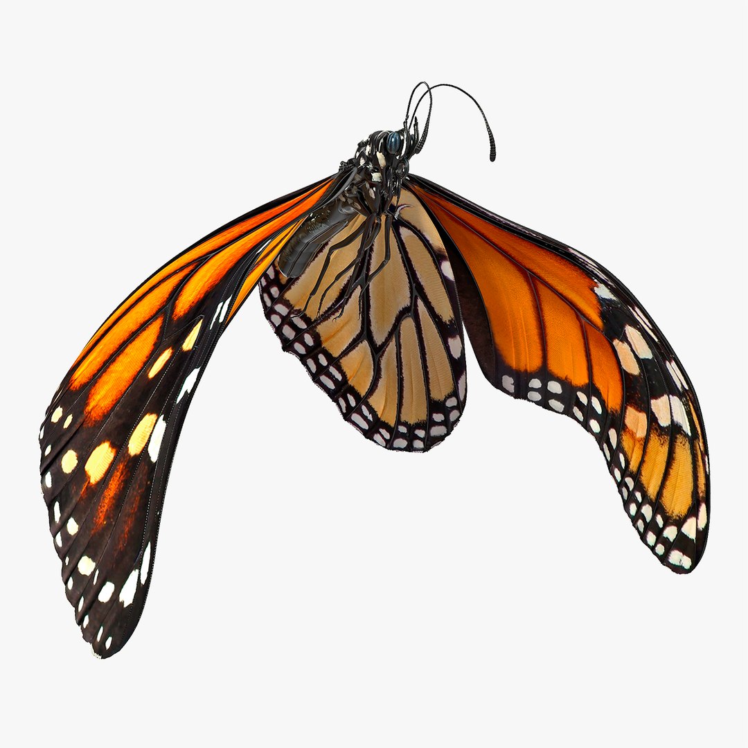 Animated Flight Monarch Butterfly Rigged for Cinema 4D 3D model preview
