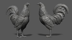 Rooster fighting 3D
