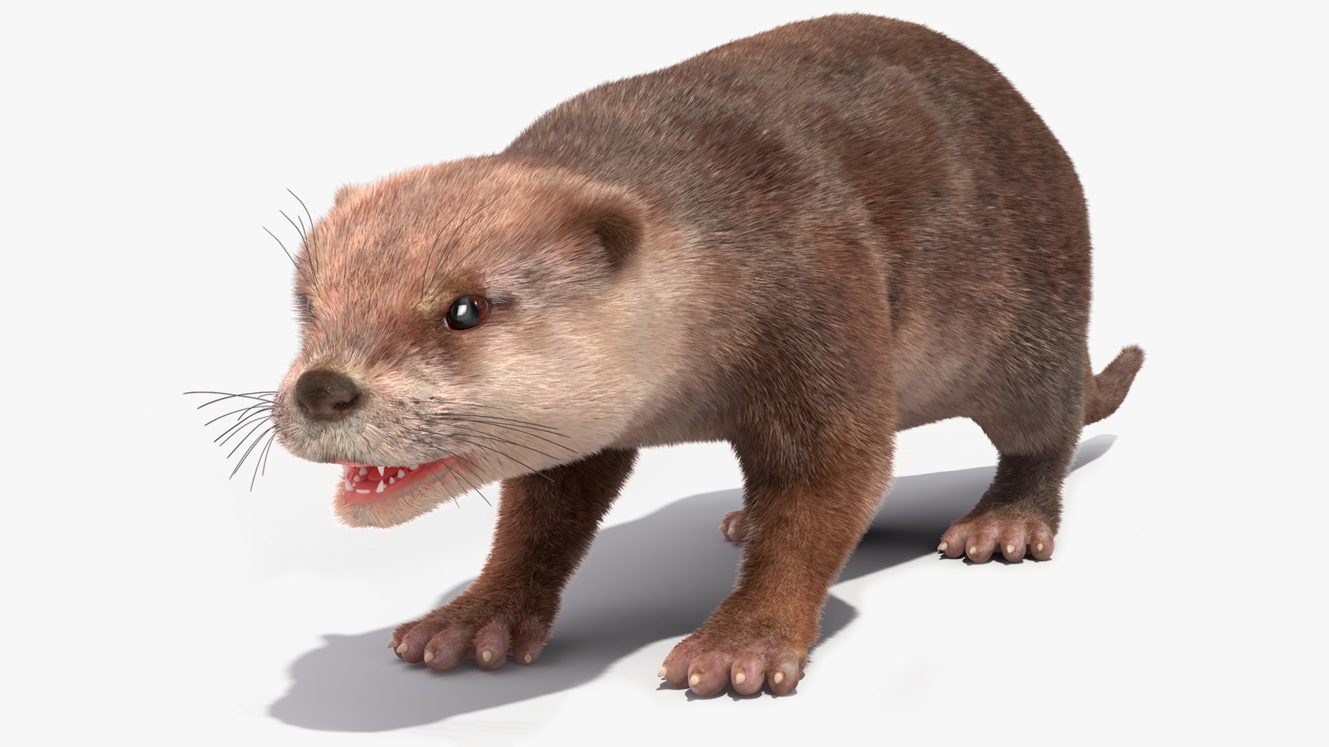 Otter Basic Pose Fur 3D model preview