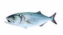 Bluefish