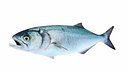 Bluefish