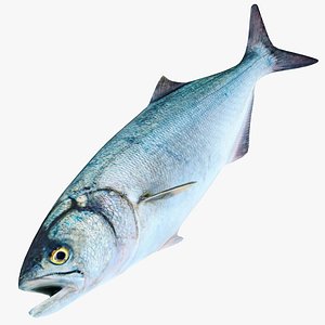 Bluefish