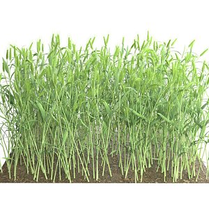 3D Wheat green field section