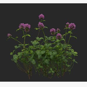 3D clovers flower vol01 model