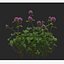 Collezione di fiori 3D trifoglio vol01