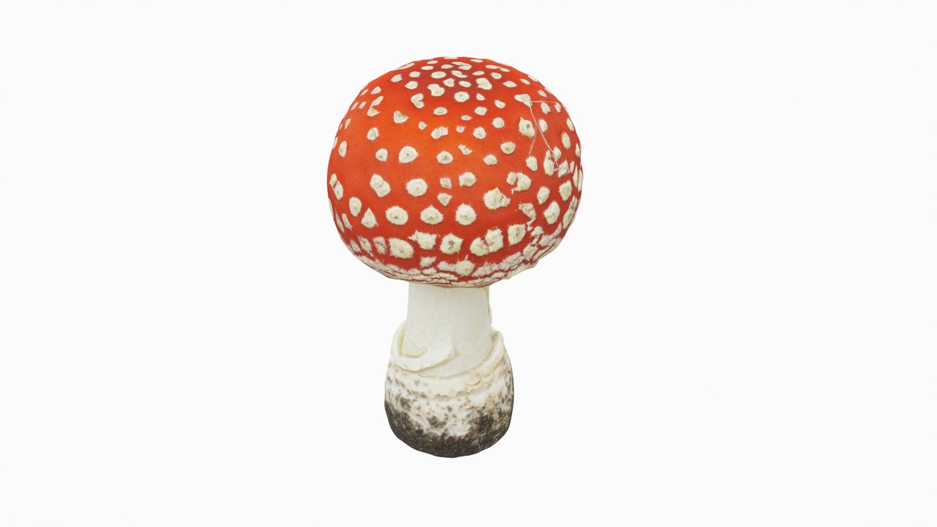 Toadstool 4 3D Model - TurboSquid 2266136