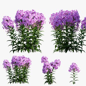 phlox paniculata candy twist model