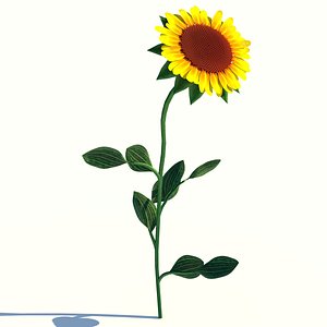 sunflower plant 3D