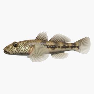 3d model rhinogobius giurinus swimming