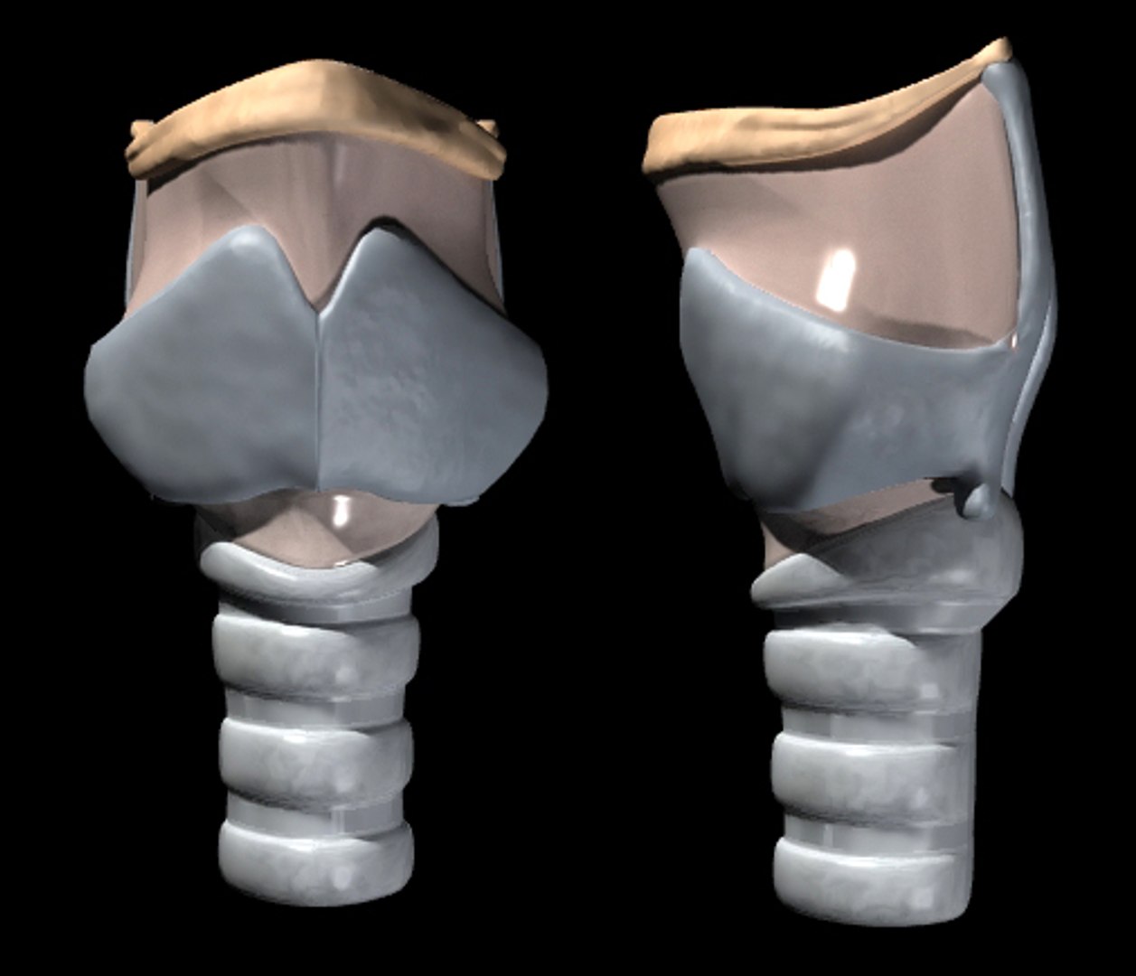 喉3d模型 - turbosquid 182525