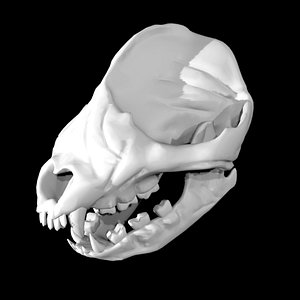 Rigged panda skull model