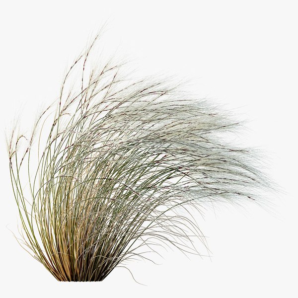 Modelo 3d AV Stipa Tenuissima Ostnica Mocna Pony Tails Y Pastos Stipa 