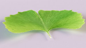 leaves medicinal plant food 3D model