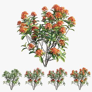 Ixora plant set 08