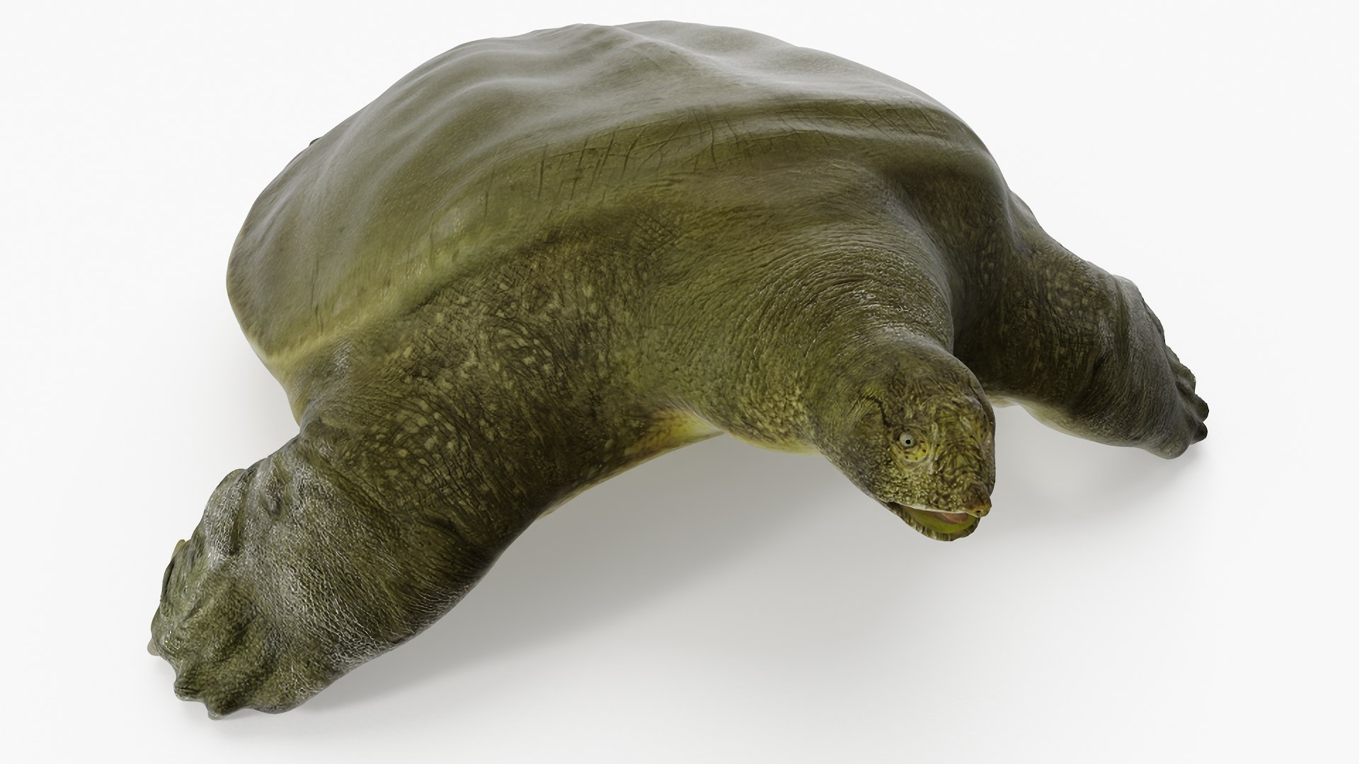 Pelochelys Cantorii 3D model preview