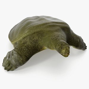 Dark Green Pelochelys Cantorii 3D model