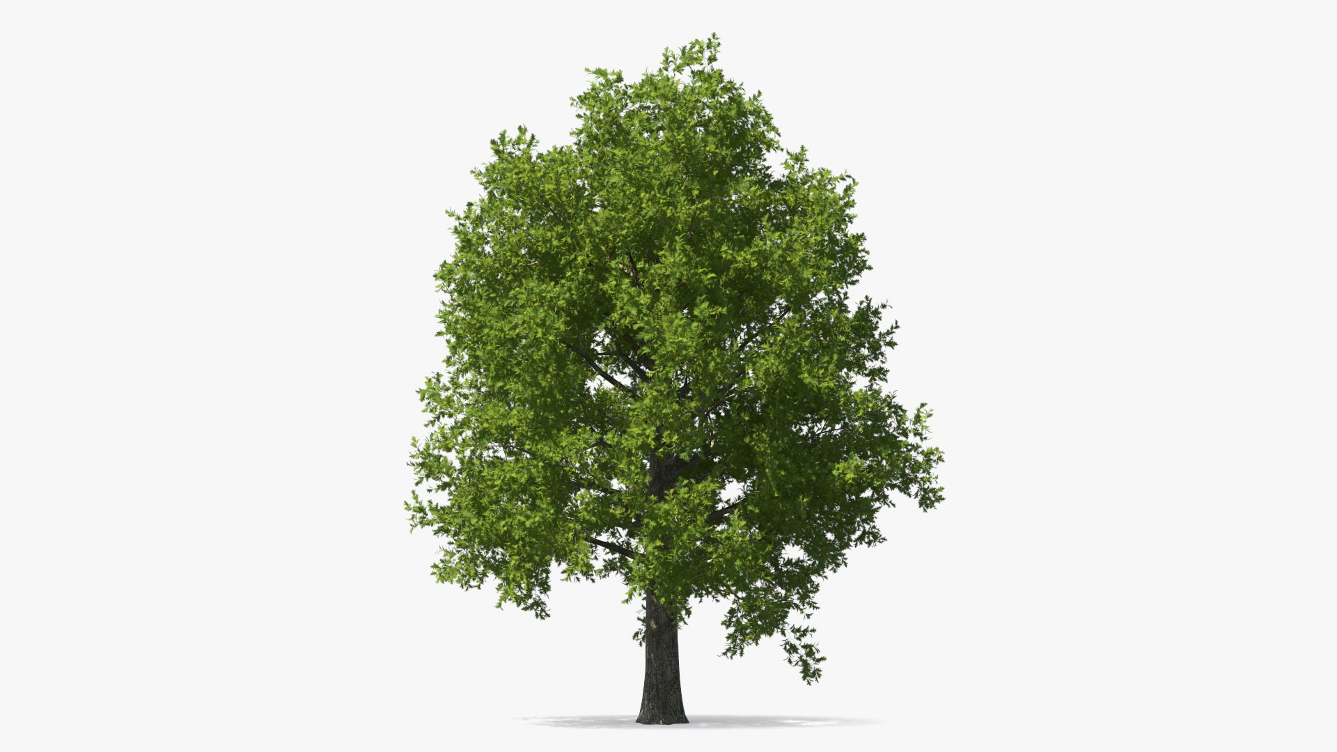 Realistic Red Oak Tree 3D model for industrial visualization, technical presentation, simulation, product rendering, and animation