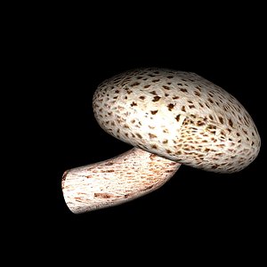 Mushroom