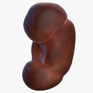 Human Kidney