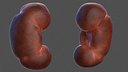Human Kidney