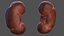 Human Organs Collection