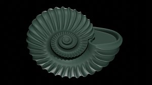 Ammonoid shell with strong plicate ribs 3D