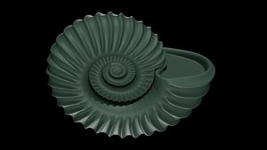 Ammonoid shell with strong plicate ribs