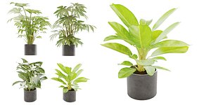 Collection plant vol 2 - blender model 3D model