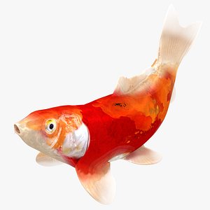 3D Japanese Carp Fish Rigged L1700 model
