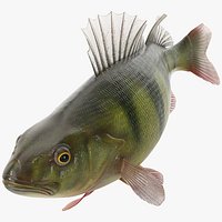 Yellow Perch Fish Swimming