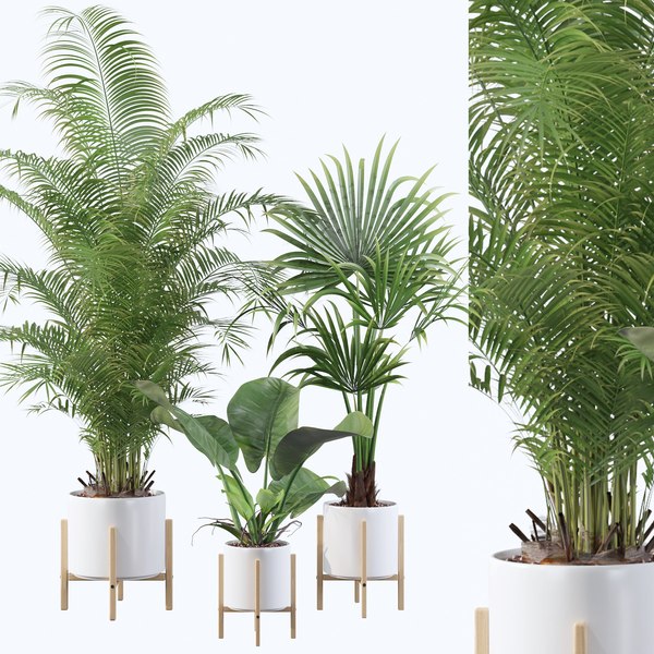 3D Philodendron Models | TurboSquid