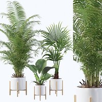 Plants collection 086 - areca palm, philodendron,  washingtonia