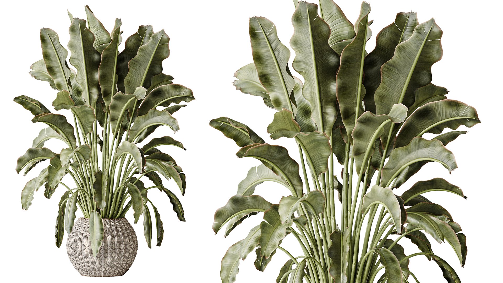 AV Indoor Plants Set 545 Banana Olive Euphorbia Drupifera Yucca Elephantipes 3D https://p.turbosquid.com/ts-thumb/Hx/7tIlQh/OL/03/png/1793101331/1920x1080/fit_q87/65a38ee447d15592b28be47f4435f5e2af8b3317/03.jpg