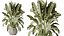 AV Indoor Plants Set 545 Banana Olive Euphorbia Drupifera Yucca Elephantipes
