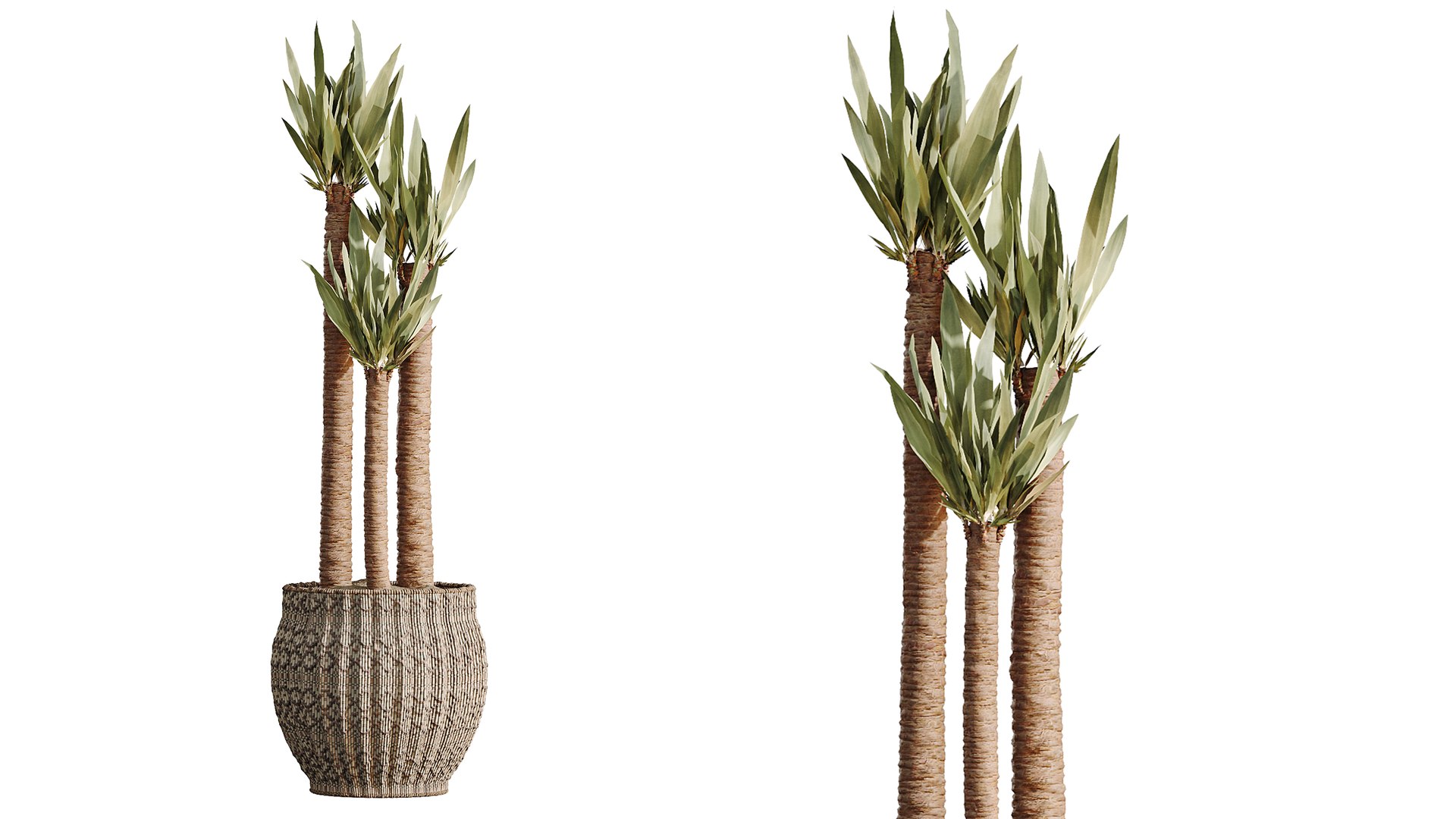 AV Indoor Plants Set 545 Banana Olive Euphorbia Drupifera Yucca Elephantipes 3D https://p.turbosquid.com/ts-thumb/Hx/7tIlQh/QE/06/png/1793101332/1920x1080/fit_q87/afd5c91bfd66aed3225ceb45220ca380f2838a7e/06.jpg