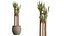 AV Indoor Plants Set 545 Banana Olive Euphorbia Drupifera Yucca Elephantipes