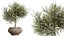 AV Indoor Plants Set 545 Banana Olive Euphorbia Drupifera Yucca Elephantipes