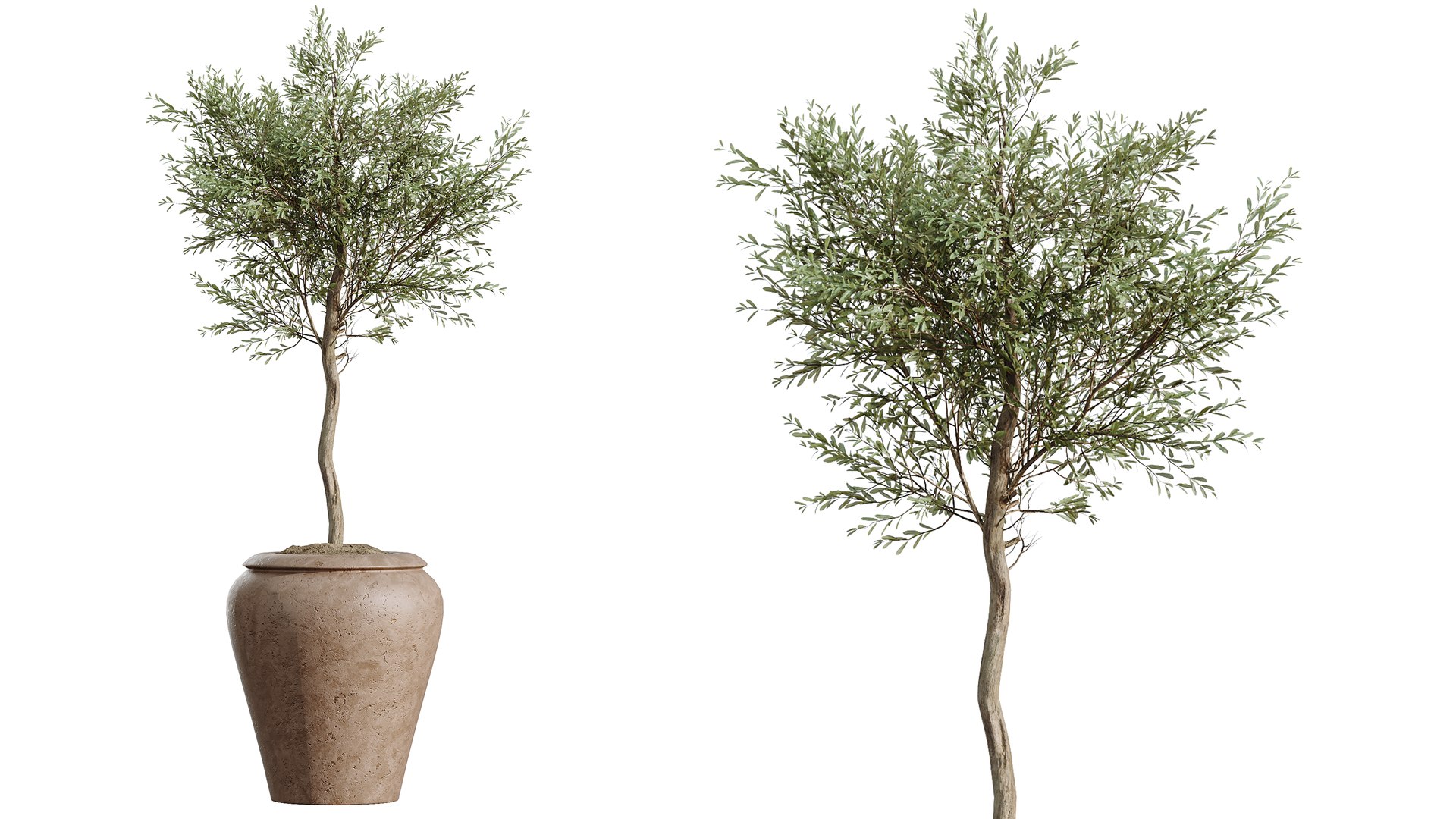 AV Indoor Plants Set 545 Banana Olive Euphorbia Drupifera Yucca Elephantipes 3D https://p.turbosquid.com/ts-thumb/Hx/7tIlQh/pR/05/png/1793101332/1920x1080/fit_q87/aafad8a55044254712ad3a312235dca1acf40e7e/05.jpg