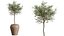 AV Indoor Plants Set 545 Banana Olive Euphorbia Drupifera Yucca Elephantipes