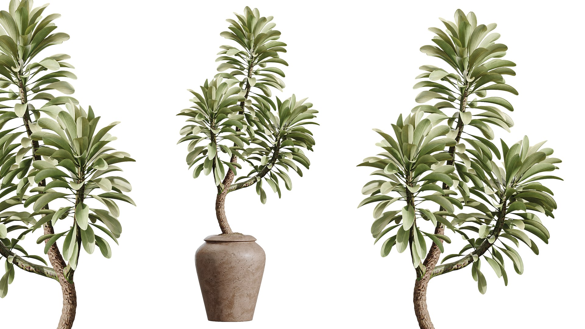 AV Indoor Plants Set 545 Banana Olive Euphorbia Drupifera Yucca Elephantipes 3D https://p.turbosquid.com/ts-thumb/Hx/7tIlQh/wd/04/png/1793101331/1920x1080/fit_q87/5deacee9b045857e674a2cfa75bd7217d6adb6e0/04.jpg