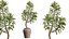 AV Indoor Plants Set 545 Banana Olive Euphorbia Drupifera Yucca Elephantipes