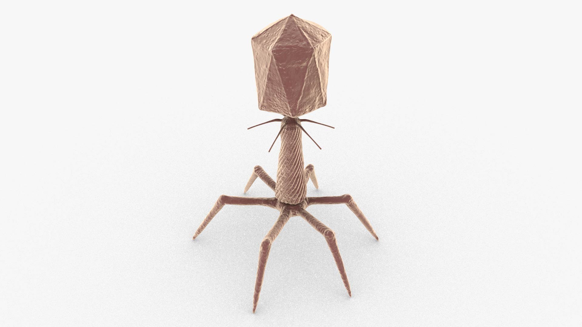 3D Bacteriophage https://p.turbosquid.com/ts-thumb/Hx/AXgrnE/2N/bacteriophage_0002/jpg/1639916503/1920x1080/fit_q87/7bcb32246e19d372cbb5849676857f6393cb41ff/bacteriophage_0002.jpg