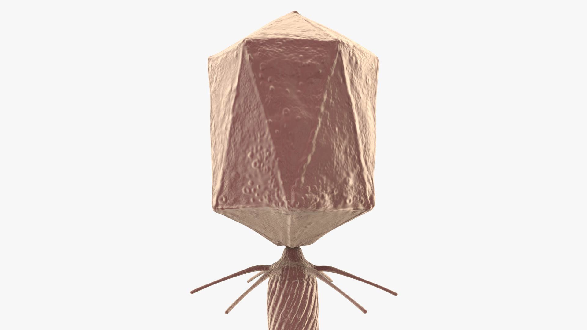 3D Bacteriophage https://p.turbosquid.com/ts-thumb/Hx/AXgrnE/9O/bacteriophage_0011/jpg/1639916503/1920x1080/fit_q87/d501a6252a4eceea708af26576254d041f58211e/bacteriophage_0011.jpg