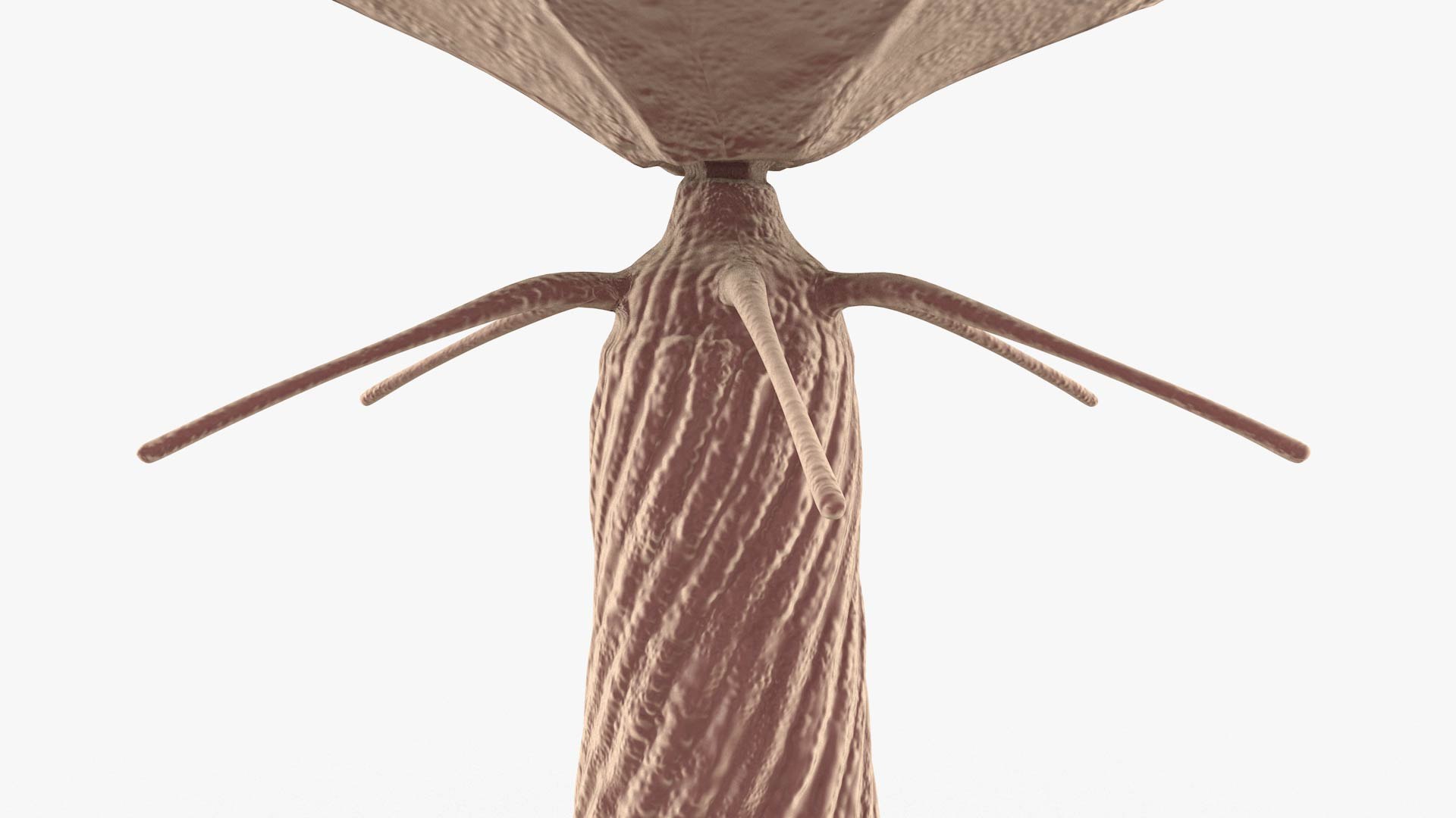 3D Bacteriophage https://p.turbosquid.com/ts-thumb/Hx/AXgrnE/JN/bacteriophage_0010/jpg/1639916506/1920x1080/fit_q87/784ab46cf6b83160e4998c4604b58019ece57e65/bacteriophage_0010.jpg