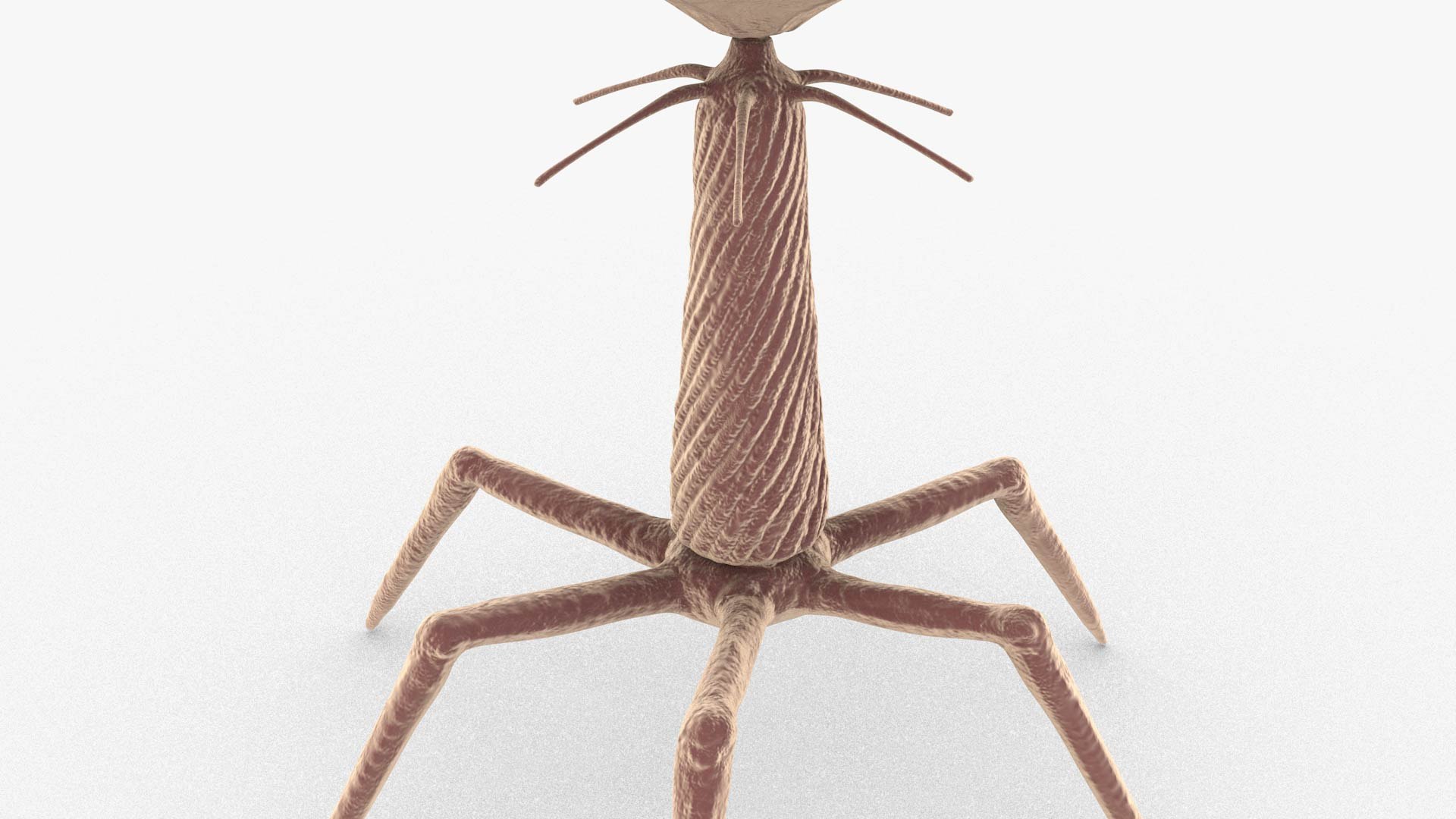 3D Bacteriophage https://p.turbosquid.com/ts-thumb/Hx/AXgrnE/PE/bacteriophage_0009/jpg/1639916508/1920x1080/fit_q87/3bde7acd6715882a693ee4788f244aeb348774b7/bacteriophage_0009.jpg