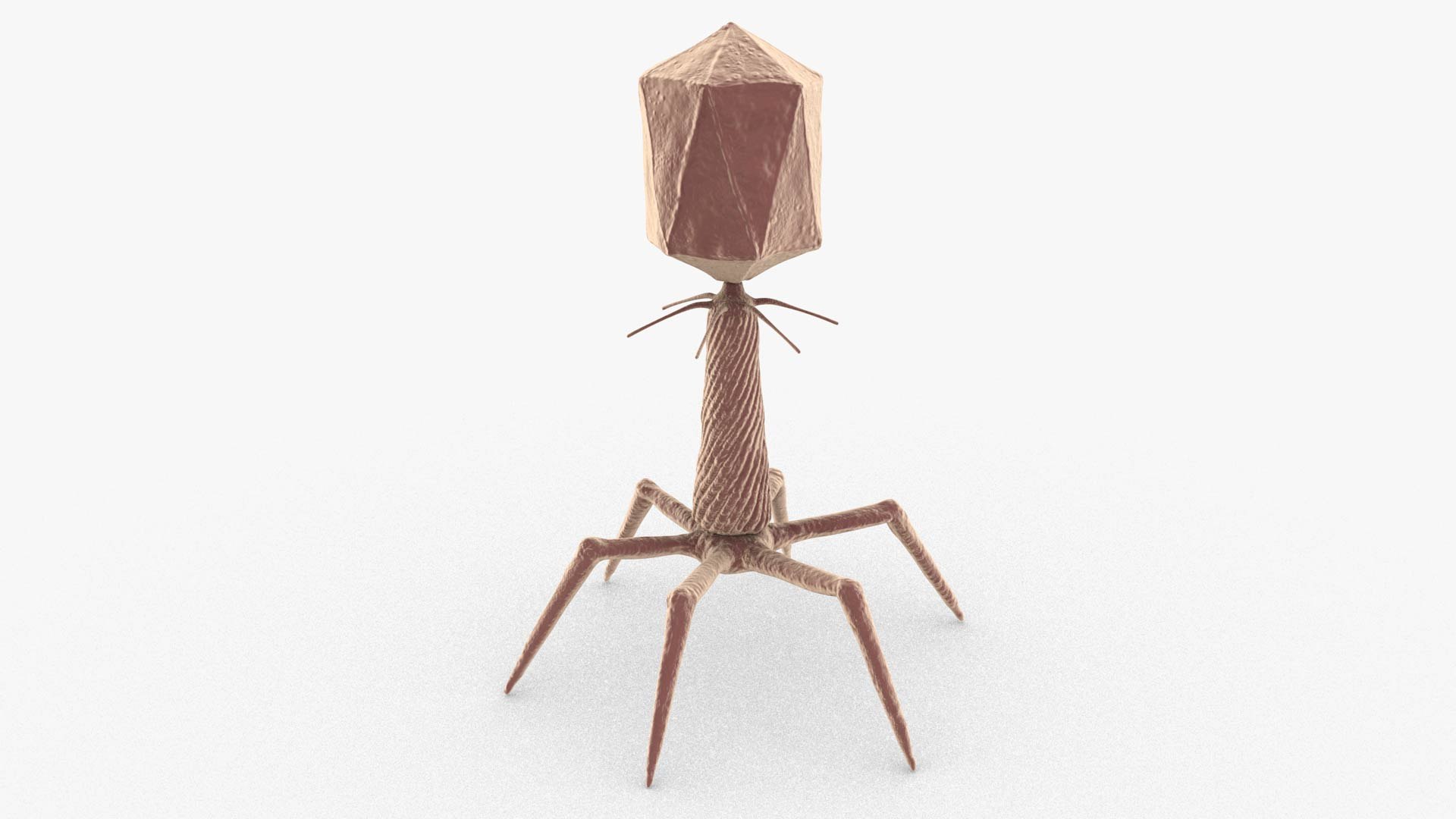 3D Bacteriophage https://p.turbosquid.com/ts-thumb/Hx/AXgrnE/Qs/bacteriophage_0003/jpg/1639916503/1920x1080/fit_q87/499e67bf15854d2bdc408a8300afece9c7facc0d/bacteriophage_0003.jpg