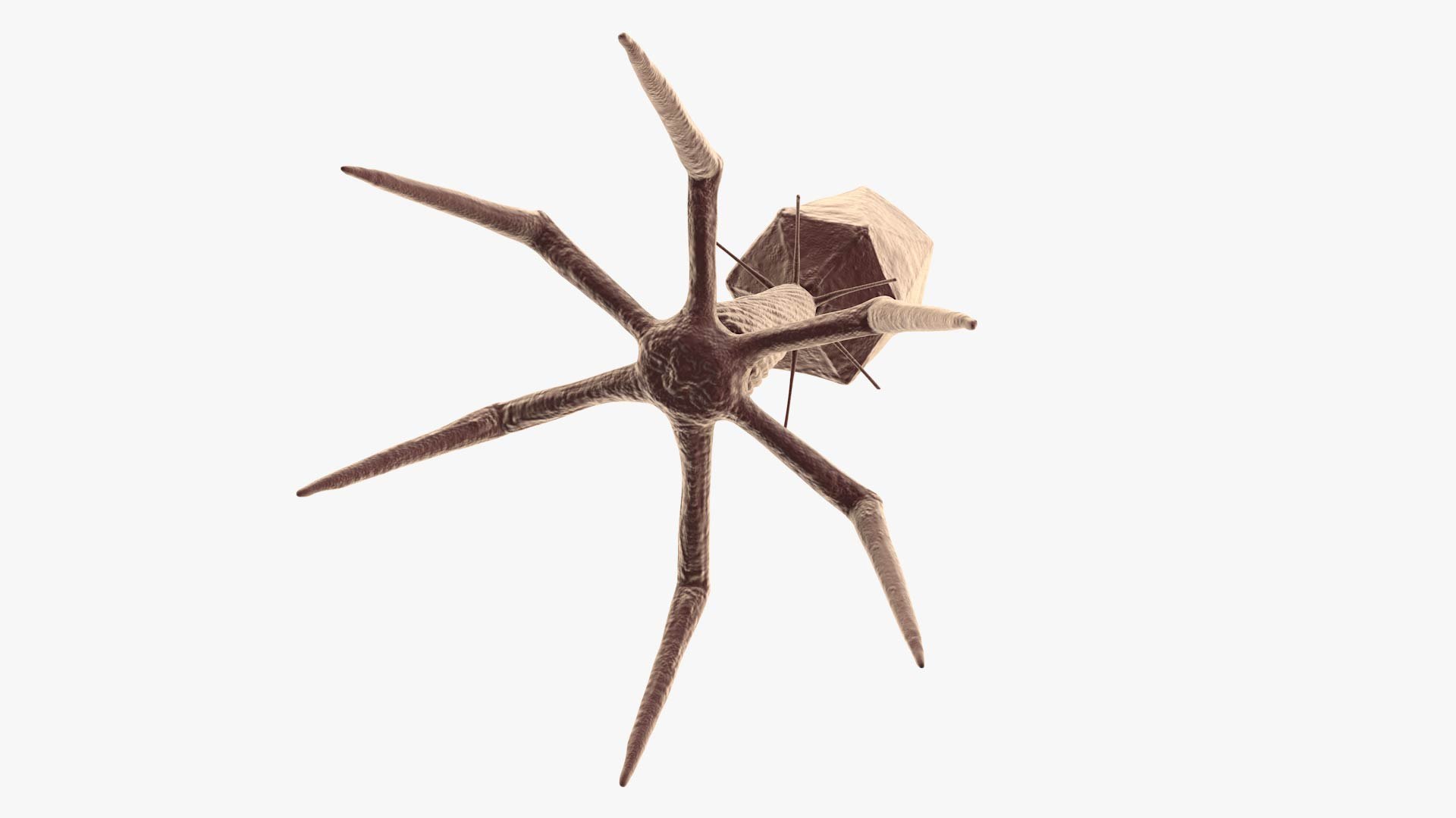 3D Bacteriophage https://p.turbosquid.com/ts-thumb/Hx/AXgrnE/TM/bacteriophage_0015/jpg/1639916504/1920x1080/fit_q87/ac93af97869a62595a9b5d8e8aac8b6a5bc8d2d0/bacteriophage_0015.jpg